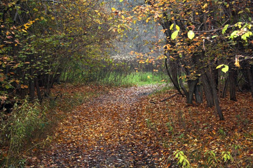 omaggio a Monet